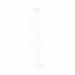 Image 1570